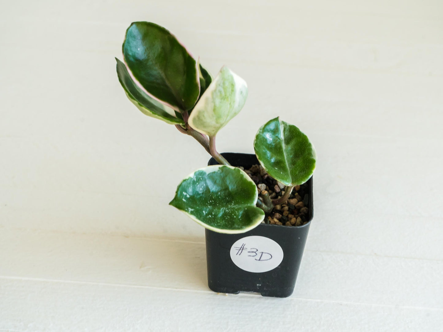 Hoya carnosa 'Tricolor' KRIMSON QUEEN | 2-Inch