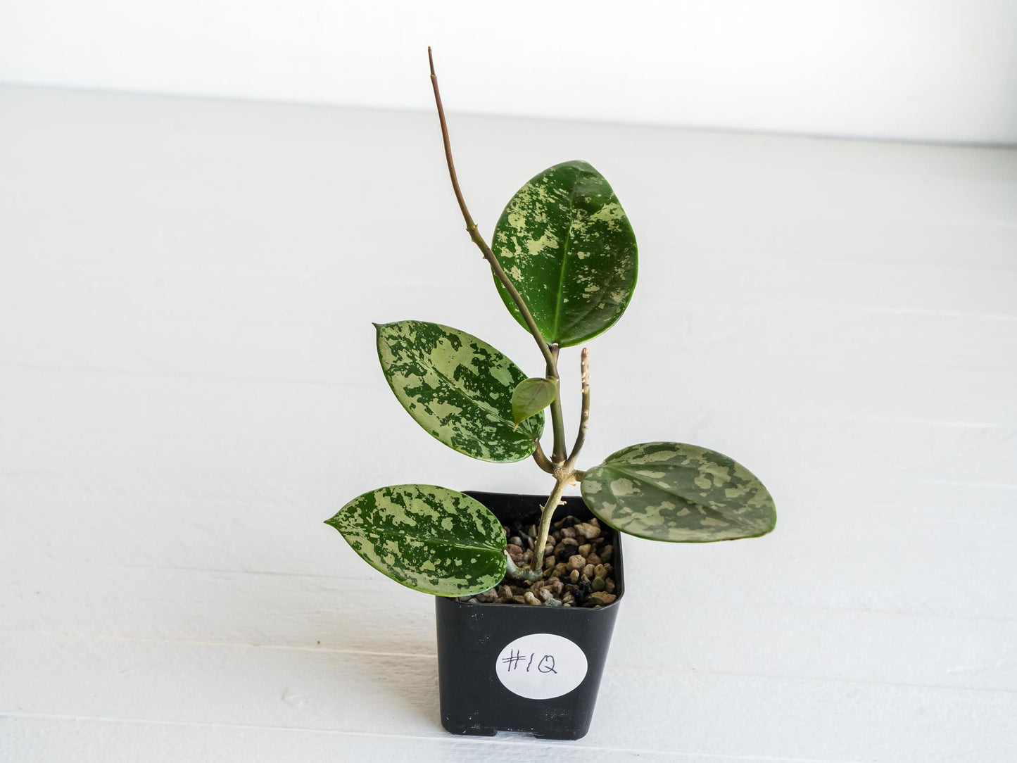 Hoya verticillata (EPC-997) | 2-Inch