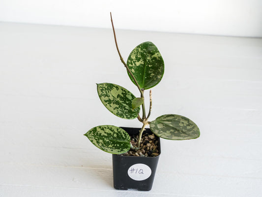 Hoya verticillata (EPC-997) | 2-Inch