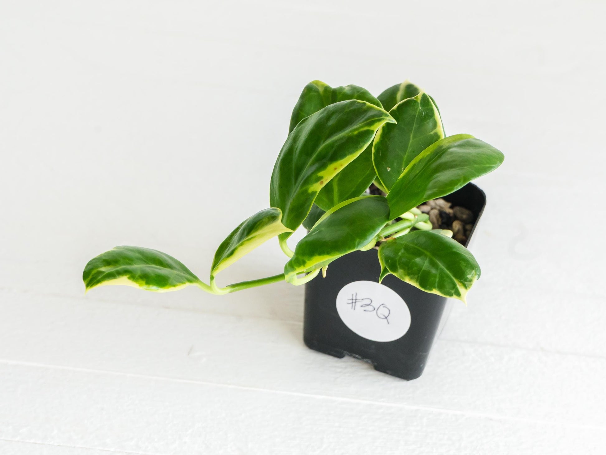 Hoya obscura (Albo | Outer Variegated) | 2-Inch