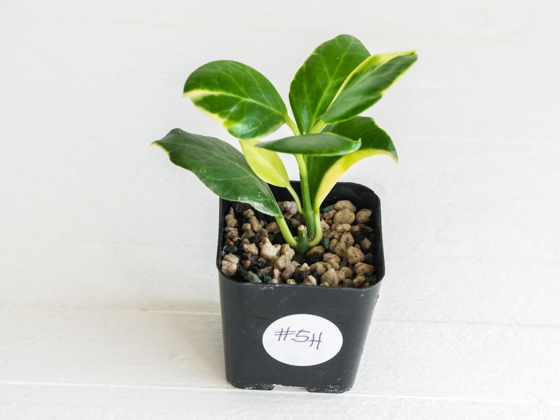 Hoya obscura (Albo | Outer Variegated) | 2-Inch