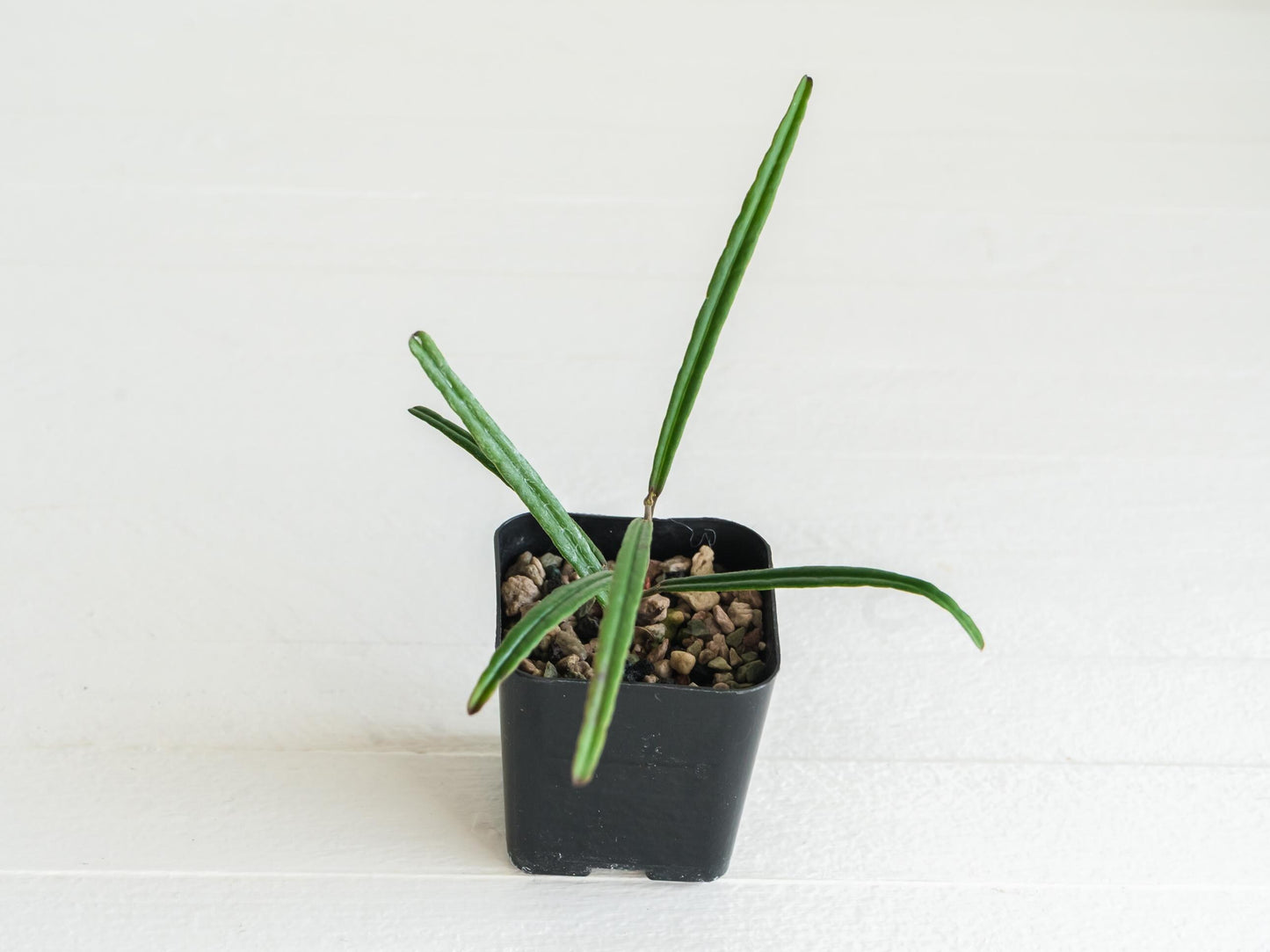 Hoya insularis | 2-Inch