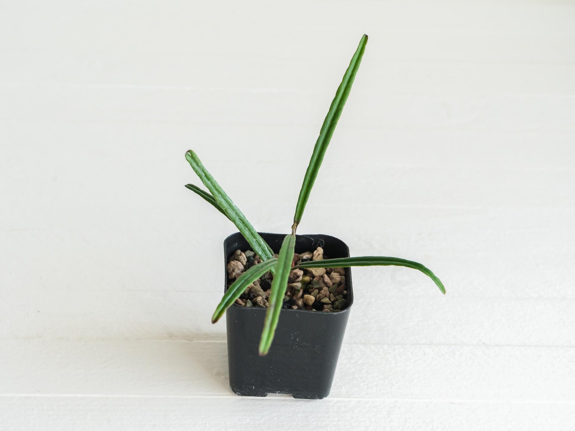 Hoya insularis | 2-Inch