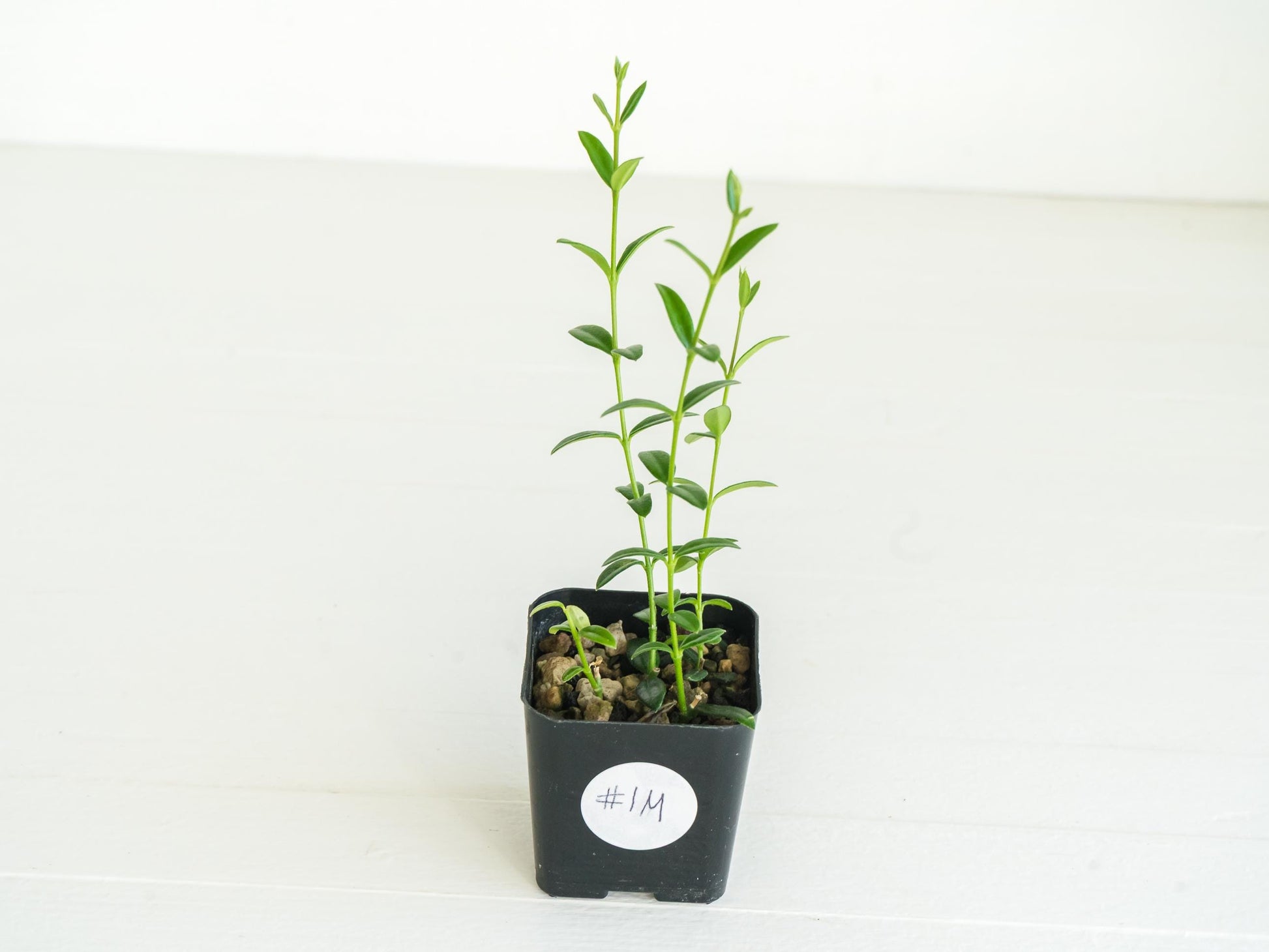 Hoya engleriana (Vietnam) | 2-Inch