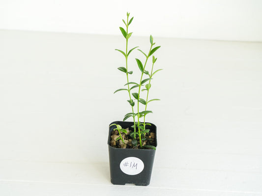 Hoya engleriana (Vietnam) | 2-Inch