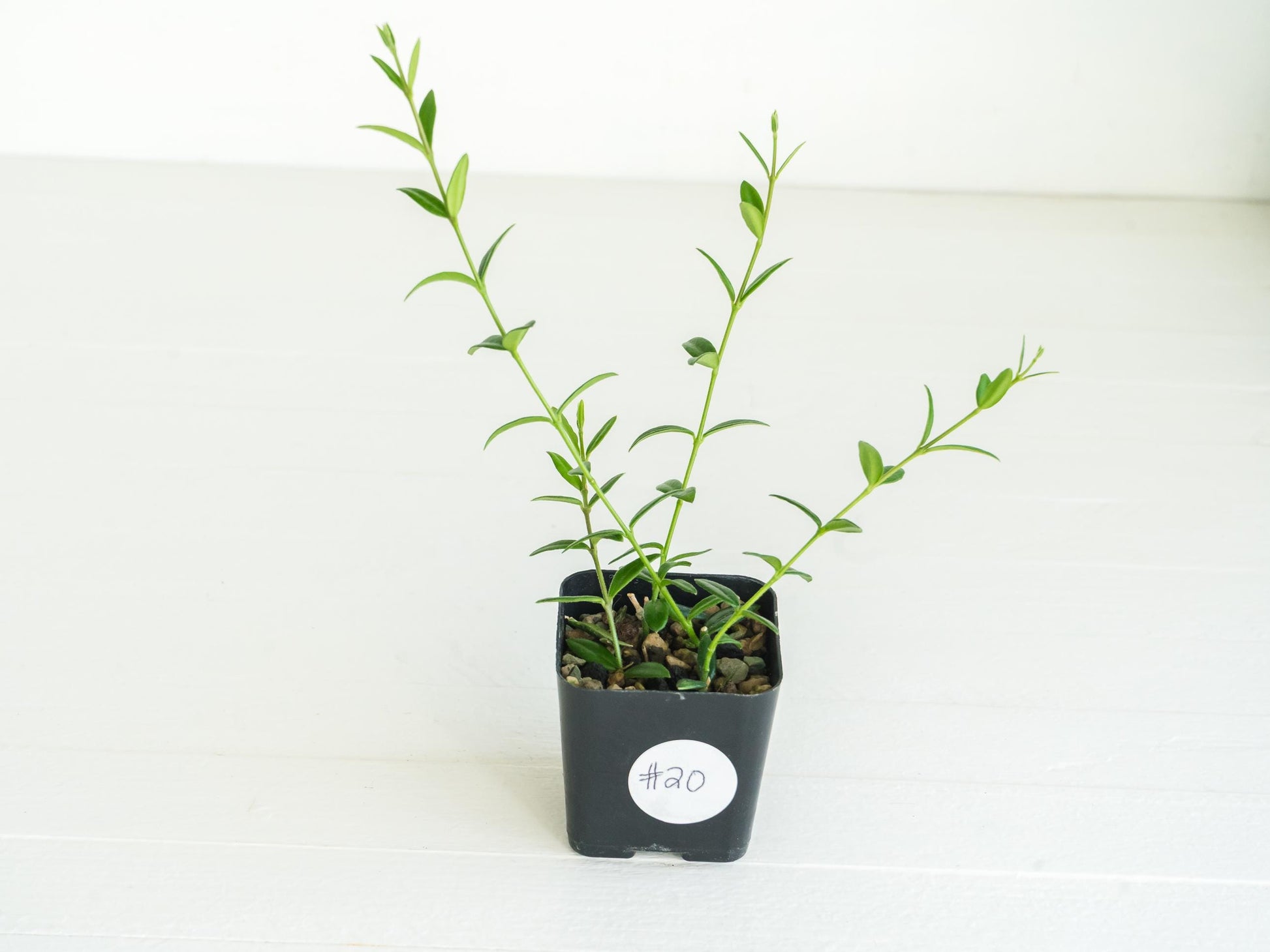 Hoya engleriana (Vietnam) | 2-Inch