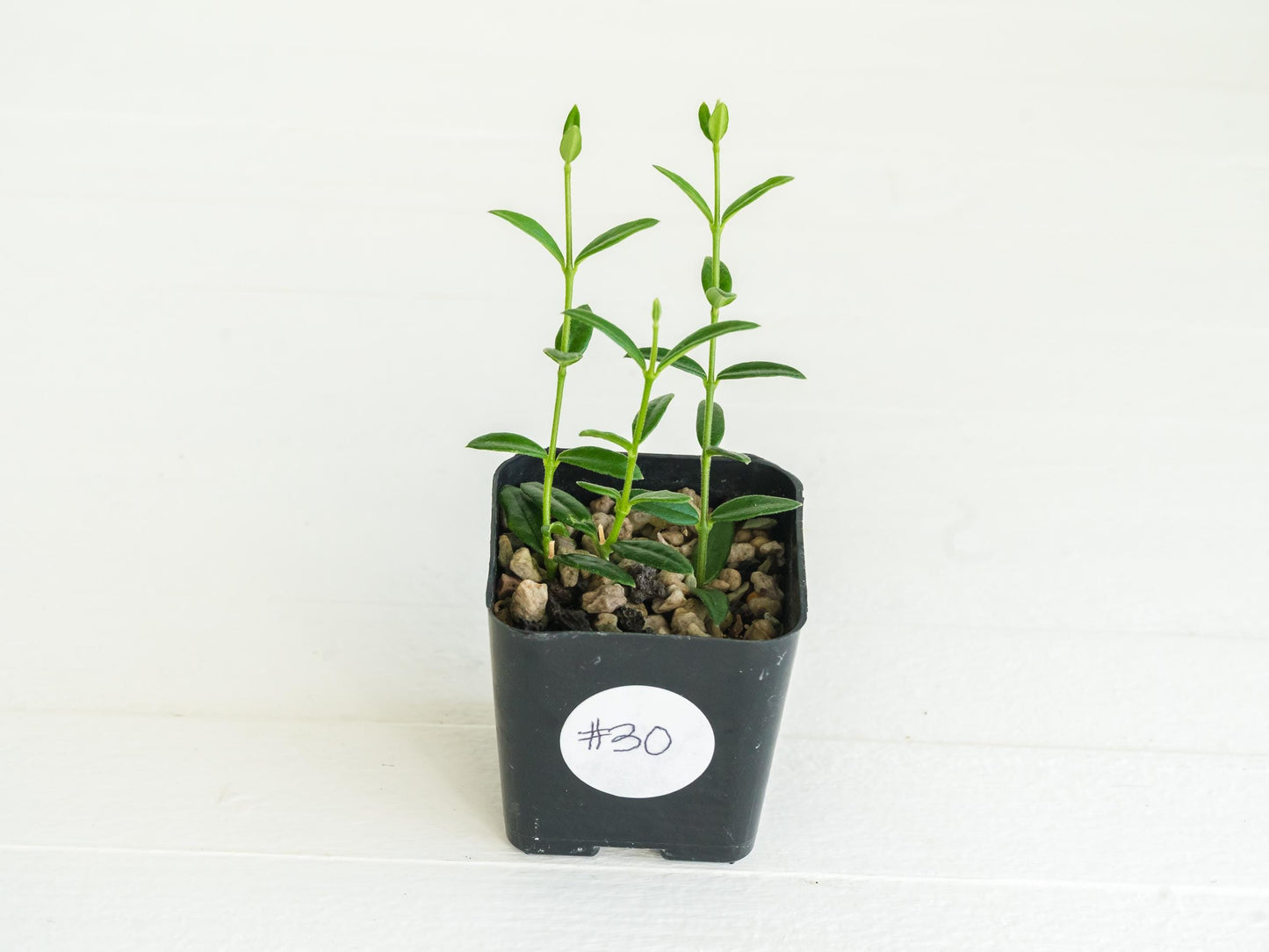 Hoya engleriana (Vietnam) | 2-Inch