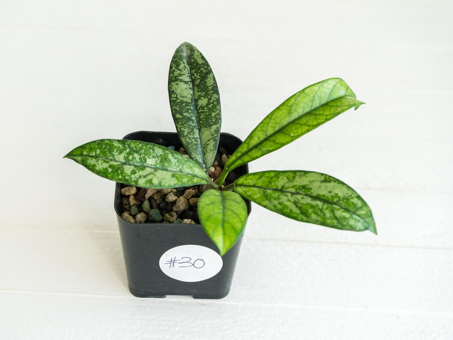 Hoya crassipetiolata (Splash) | 2-Inch