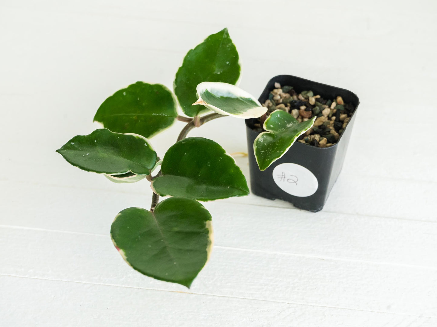 Hoya carnosa 'Tricolor' KRIMSON QUEEN | 2-Inch