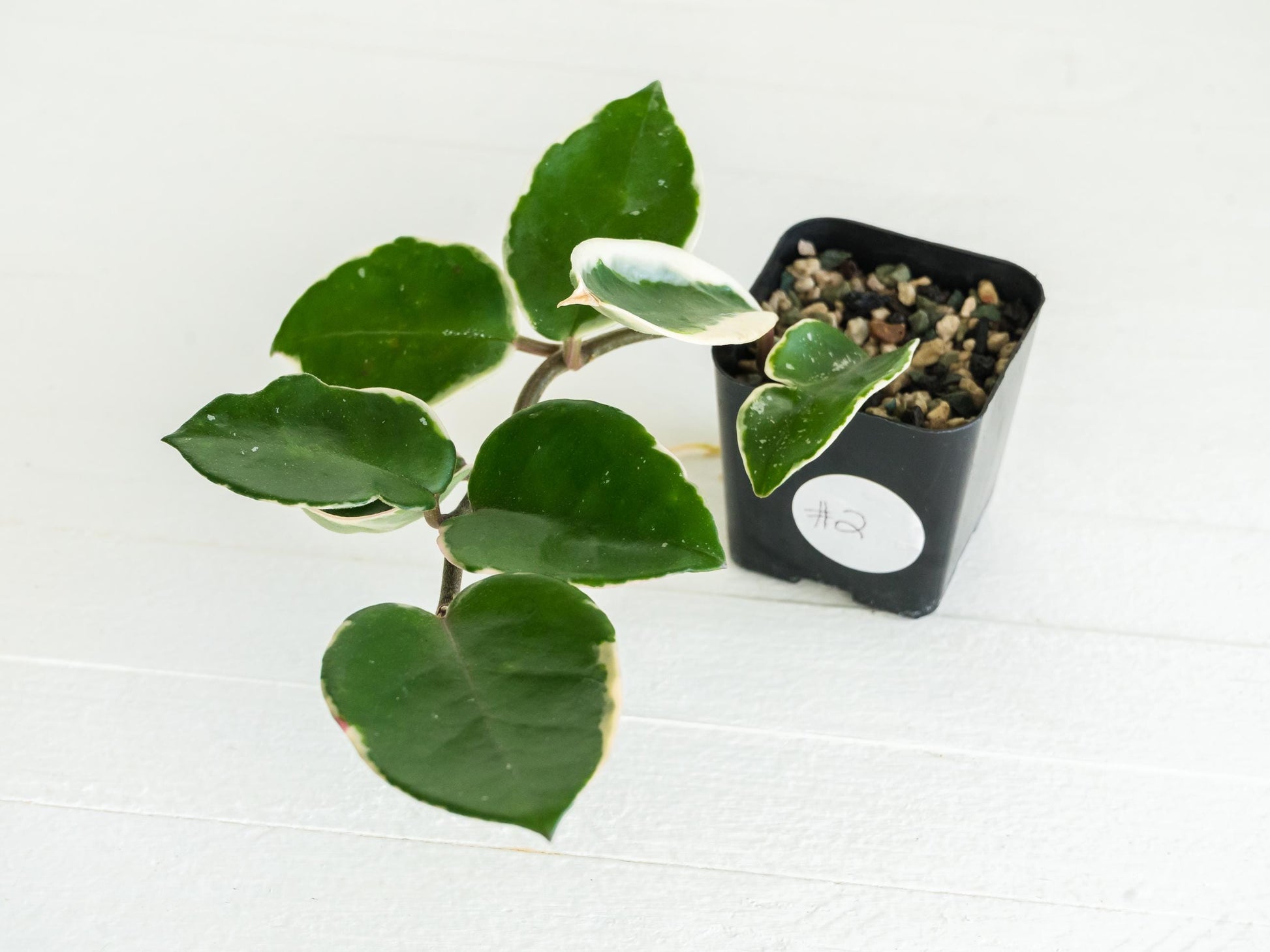 Hoya carnosa 'Tricolor' KRIMSON QUEEN | 2-Inch