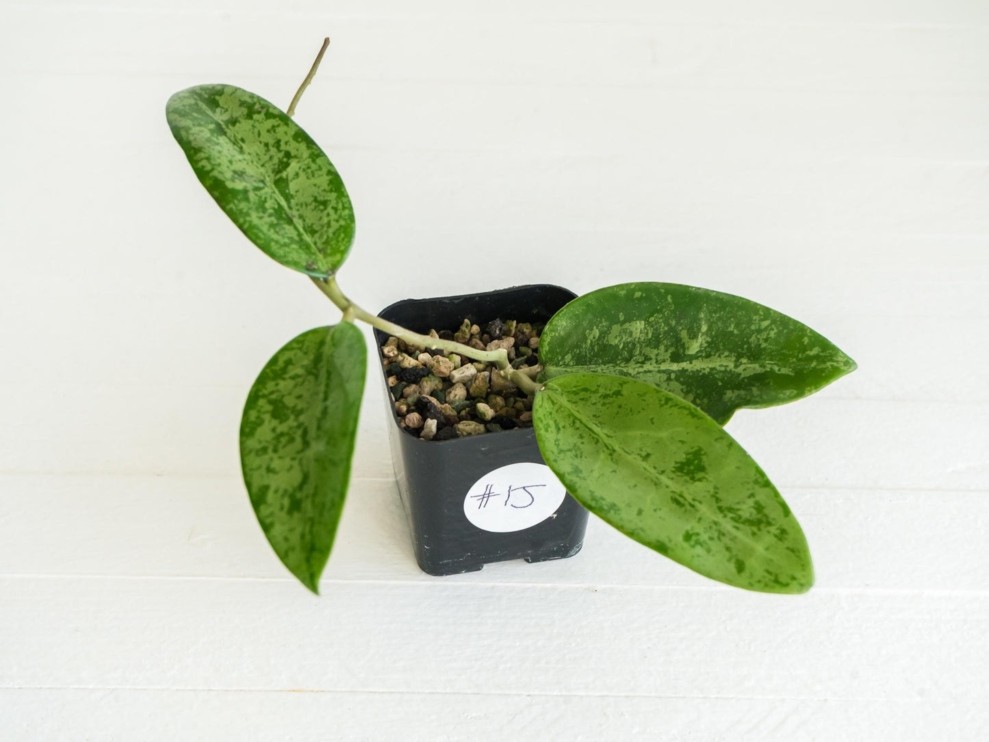 Hoya 'Rime' (Splash) | 2-Inch