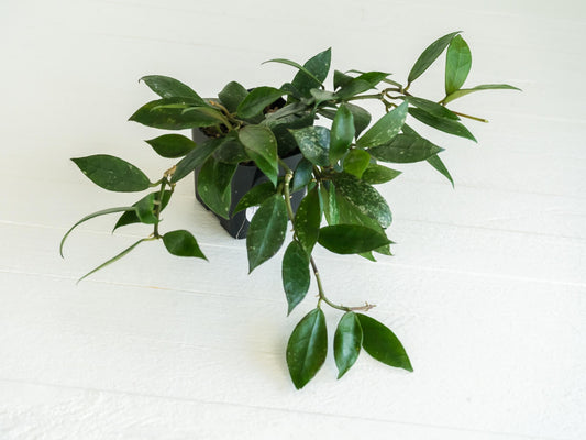 Hoya 'Rebecca' | 2-Inch