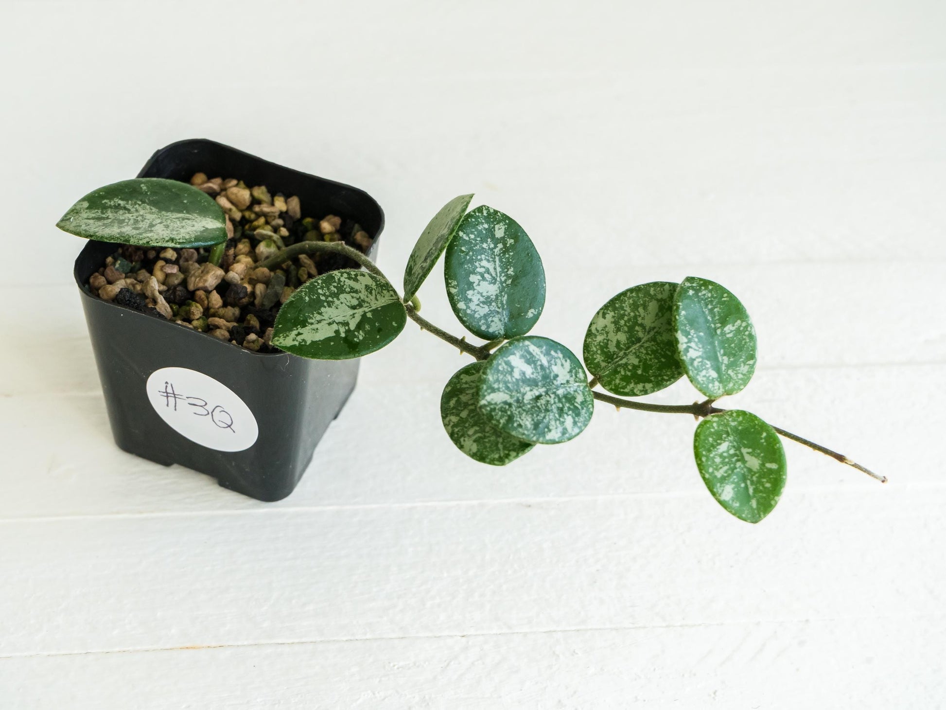 Hoya 'Mathilde' (Splash) | 2-Inch