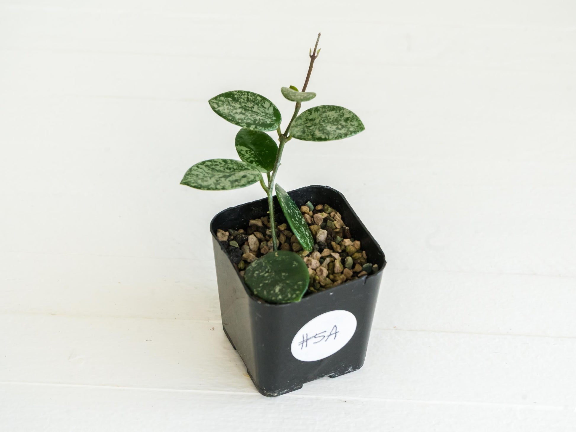 Hoya 'Mathilde' (Splash) | 2-Inch