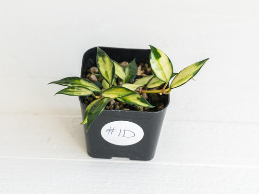 Hoya lacunosa (Inner Variegated) | 2-Inch