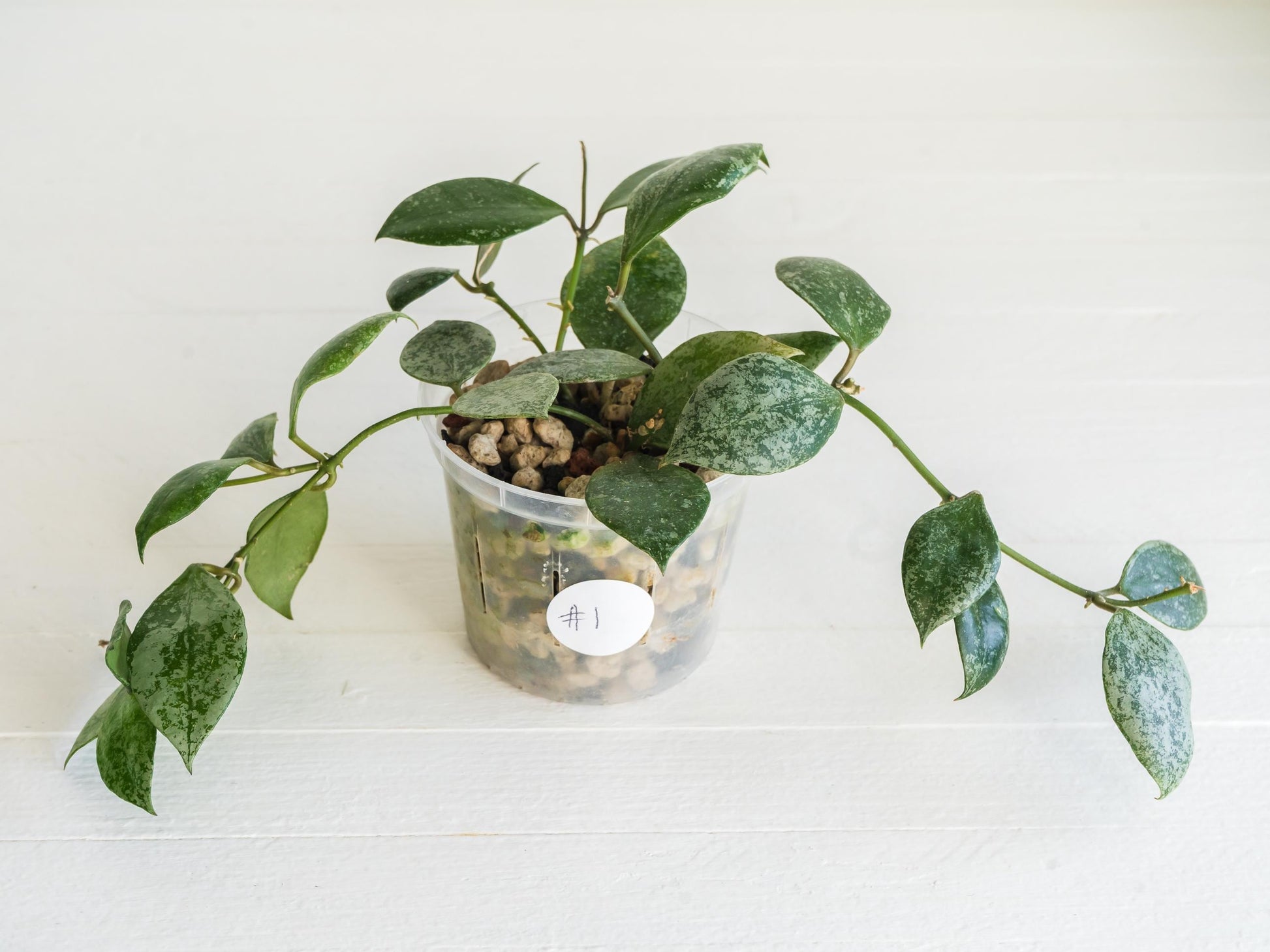 Hoya walliniana (Splash) | 3-Inch