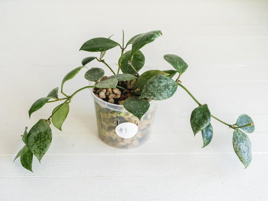 Hoya walliniana (Splash) | 3-Inch
