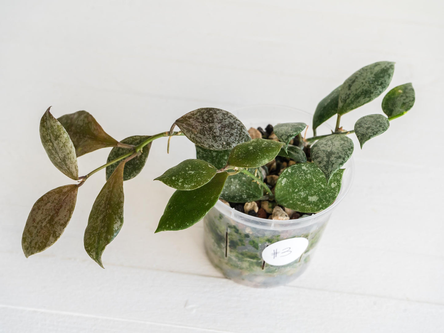 Hoya walliniana (Splash) | 3-Inch