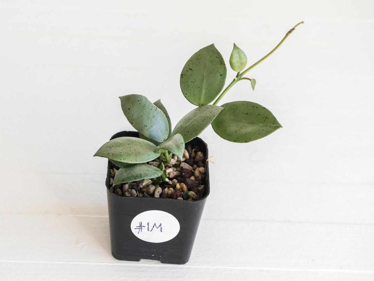 Hoya lacunosa 'Silver Mint Coin' | 2-Inch