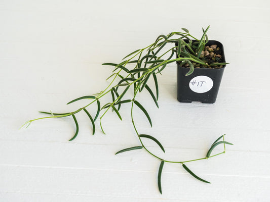 Hoya linearis | 2-Inch