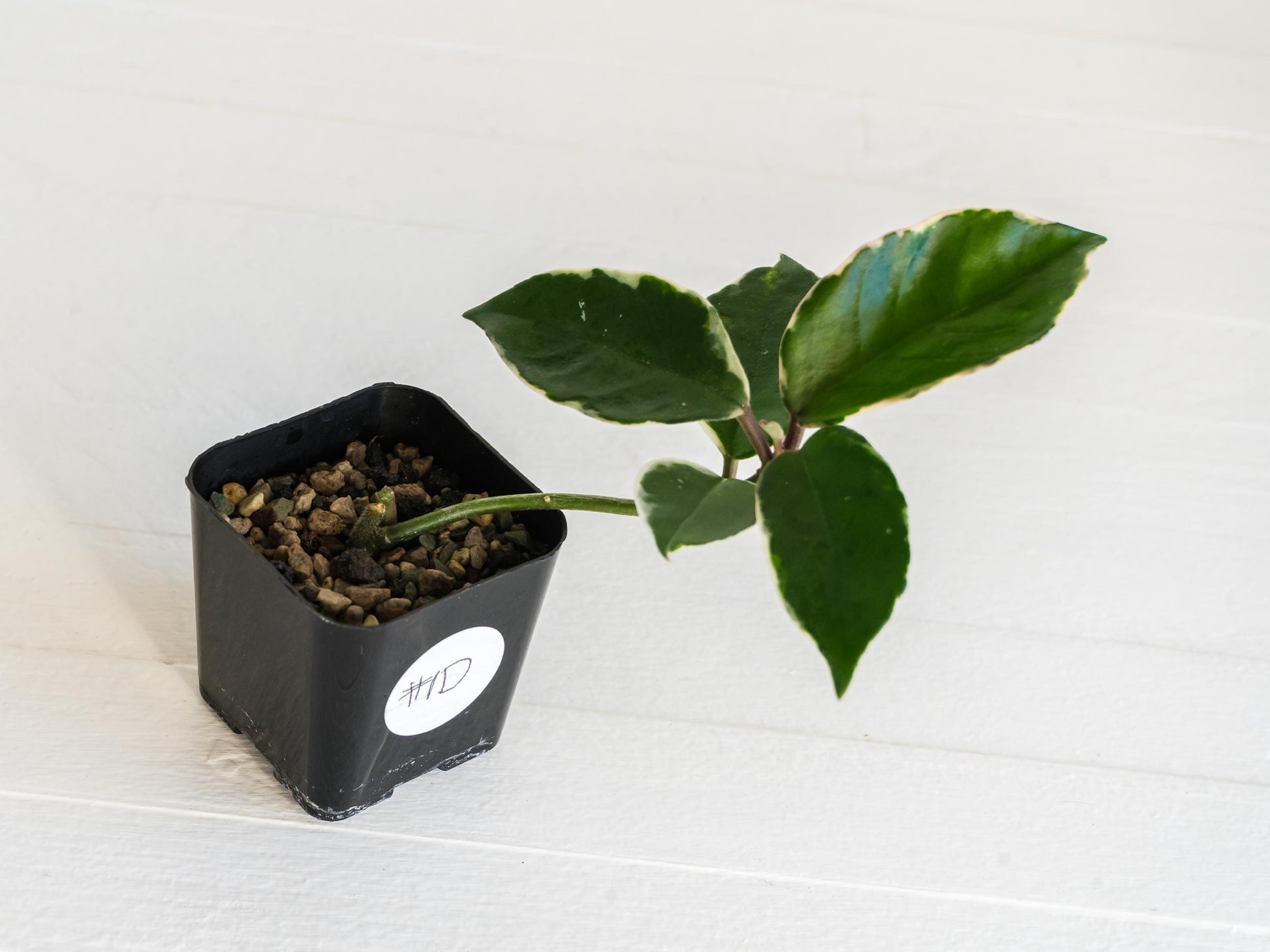 Hoya carnosa 'Tricolor' KRIMSON QUEEN | 2-Inch