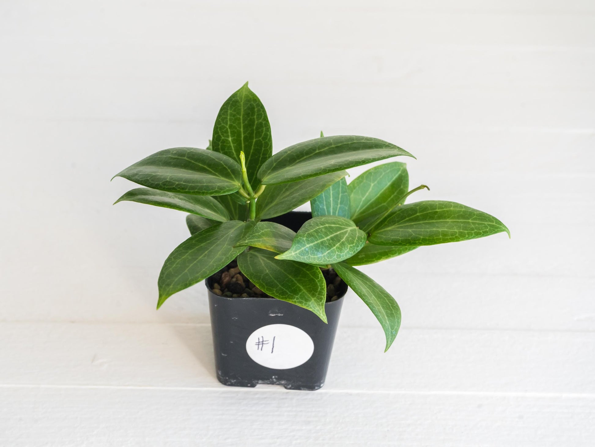 Hoya fitchii (Orange Flower) | 2-Inch