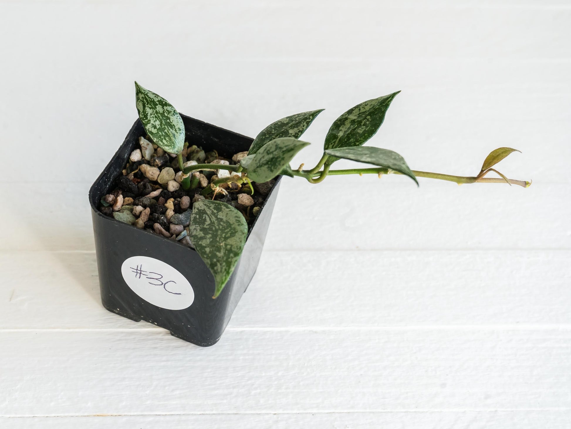 Hoya lacunosa 'Silver Lime' | 2-Inch