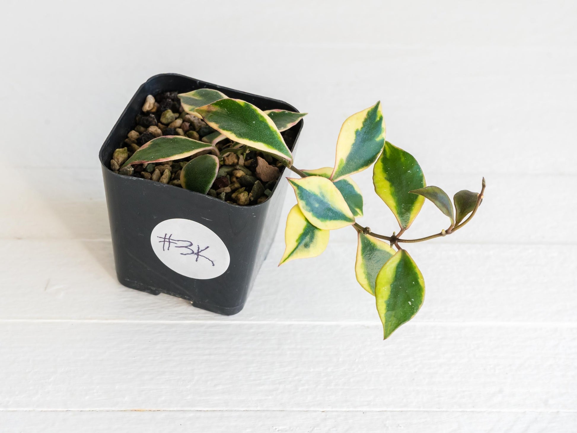 Hoya bakoensis (Outer Variegated - Albo) | 2-Inch