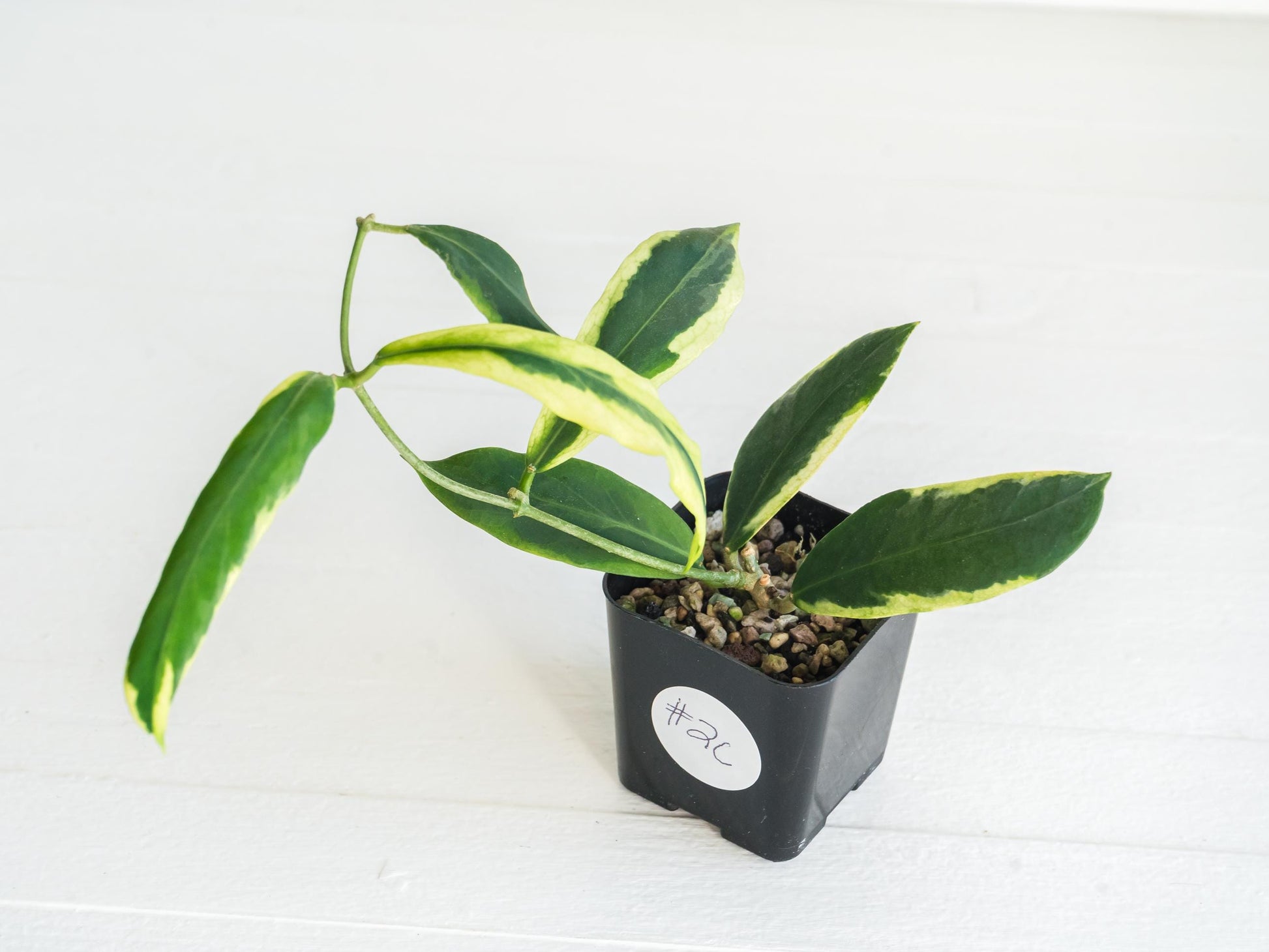 Hoya pimenteliana (Albo / Outer Variegated) | 2-Inch