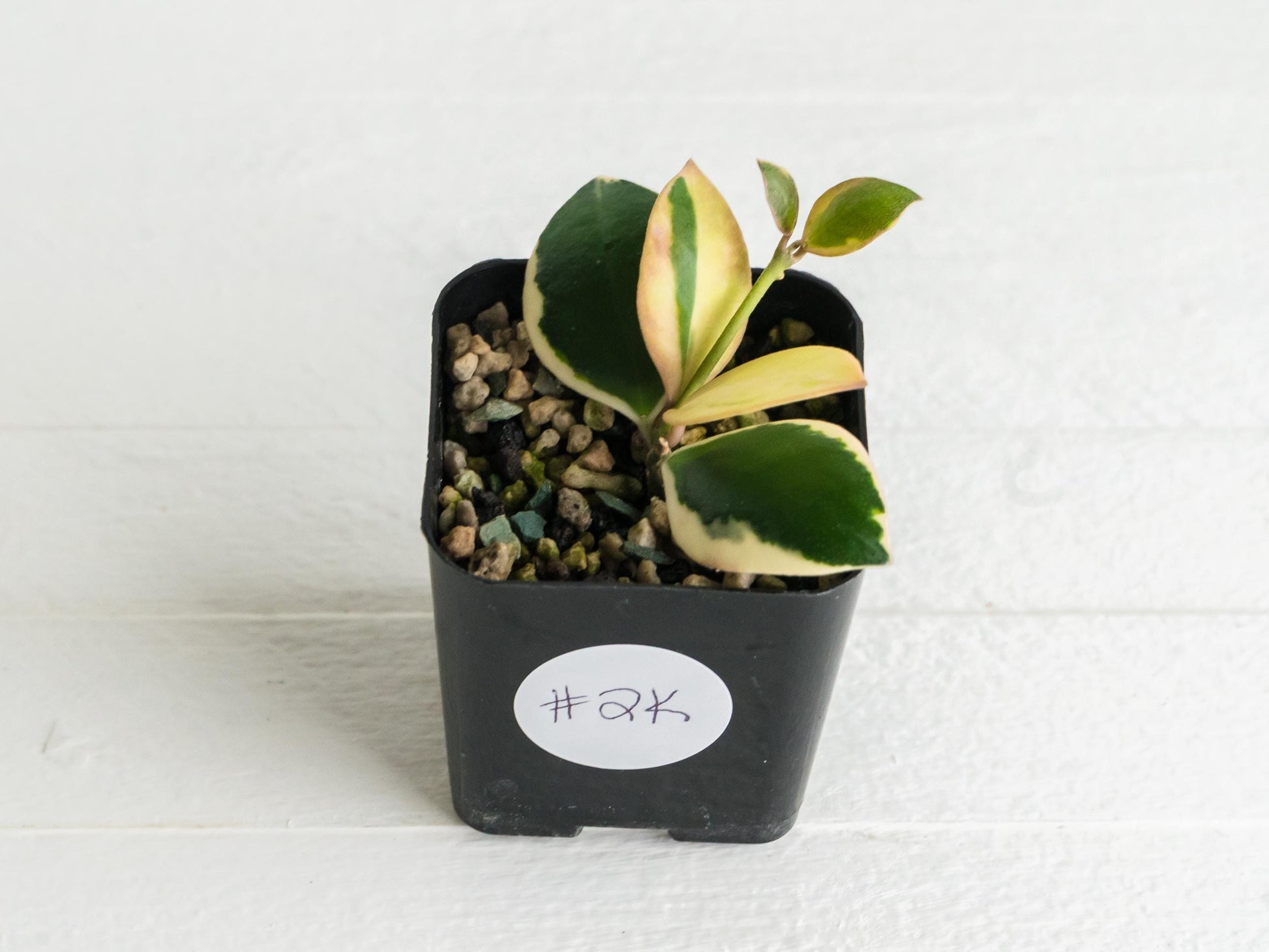 Hoya incurvula (Albomarginata / Outer Variegated) aka Hoya palta | 2-Inch