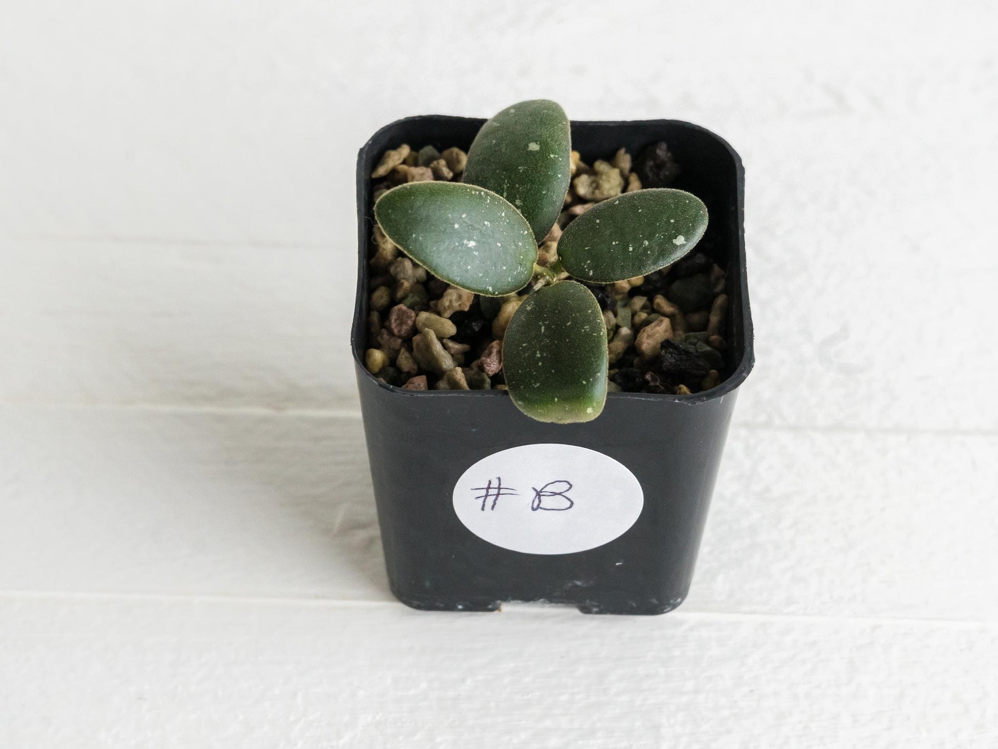 Hoya GPS-7240 | 2-Inch