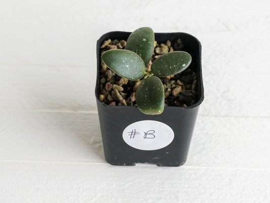 Hoya GPS-7240 | 2-Inch