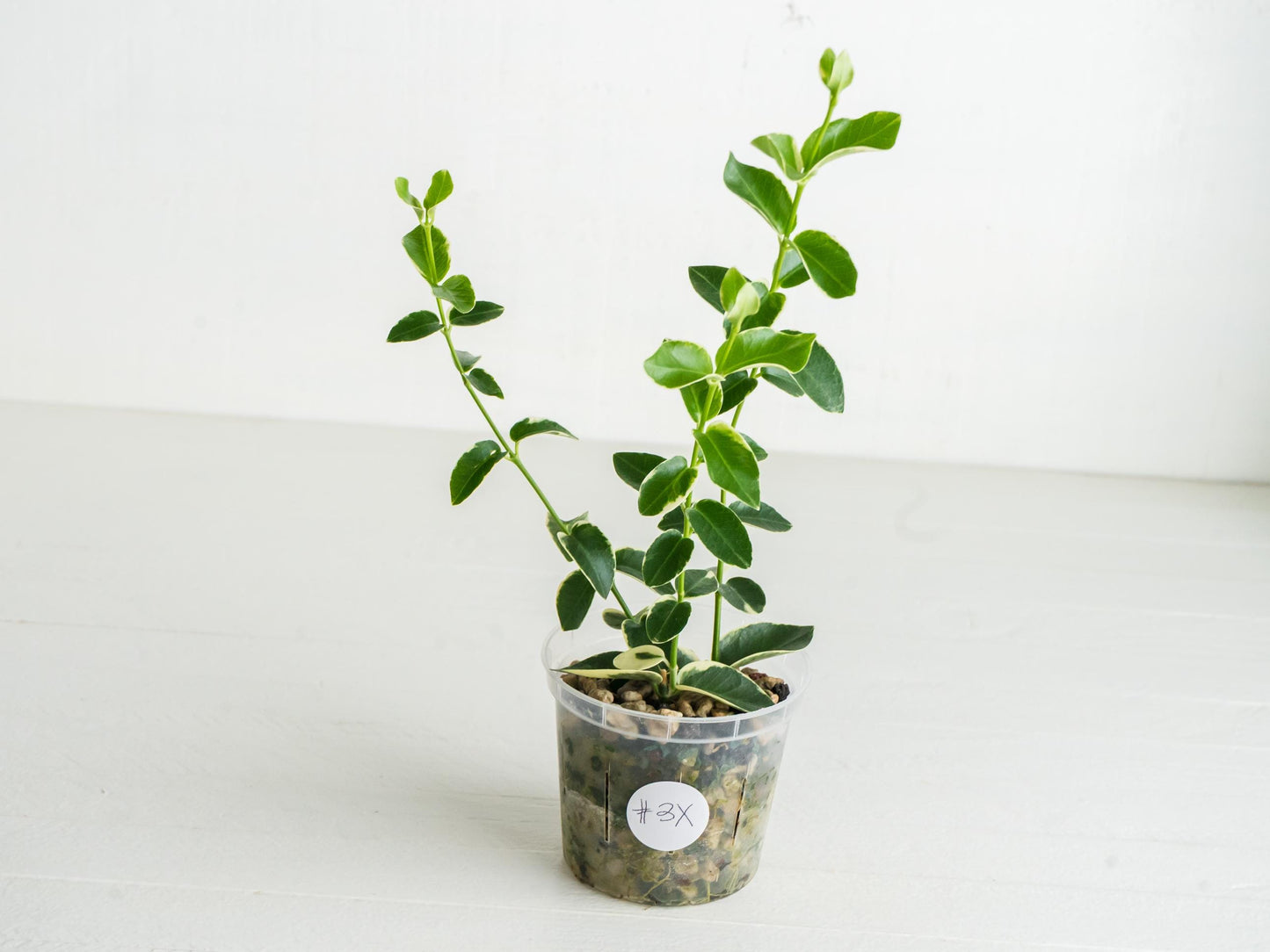 Hoya cumingiana (Albo | Outer Variegated) | 3-Inch