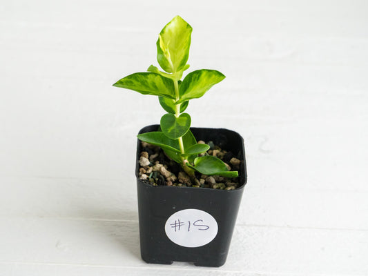 Hoya cumingiana (Inner Variegated) | 2-Inch