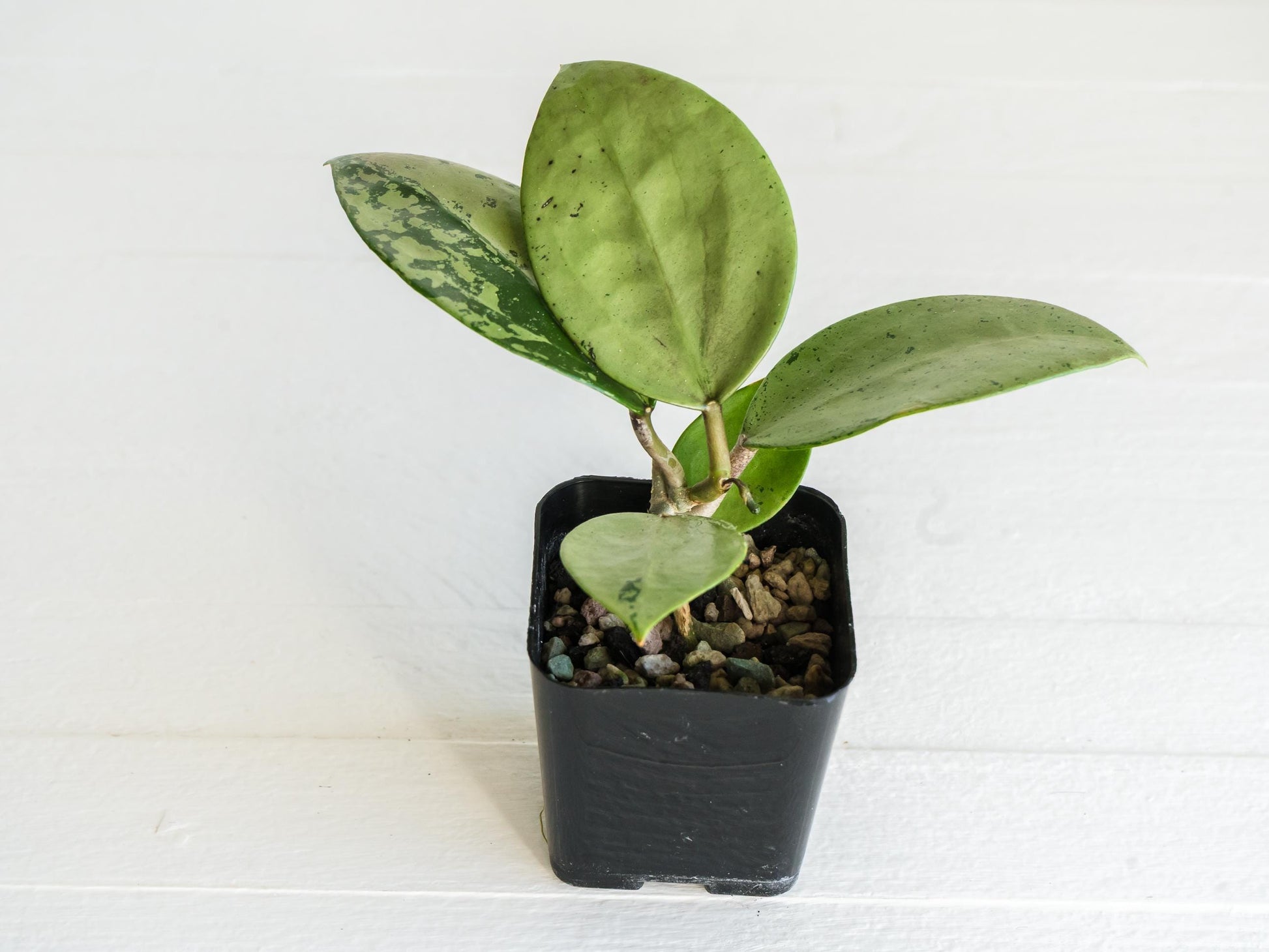 Hoya verticillata (Heart Leaf Silver) | 2-Inch