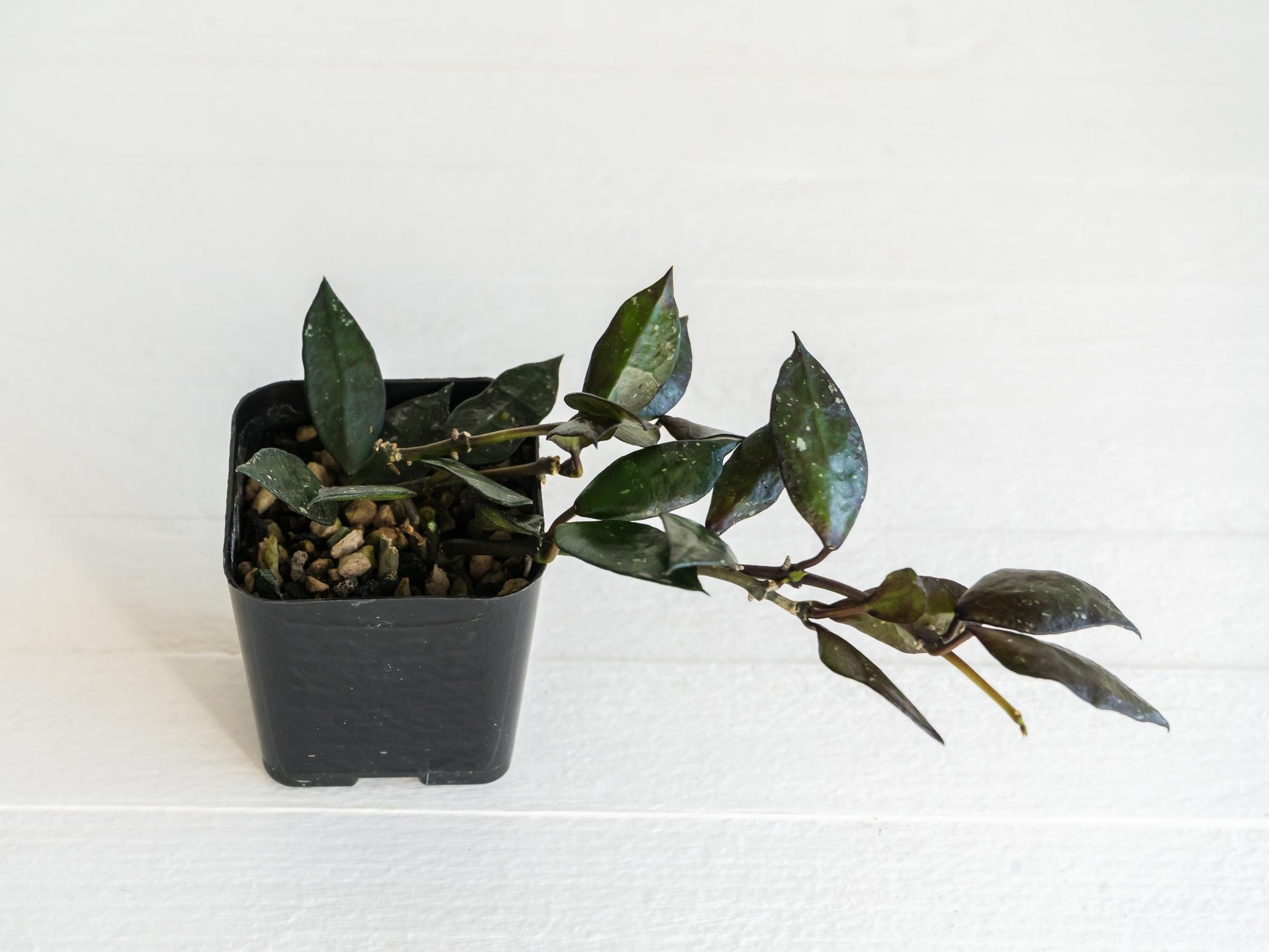 Hoya krohniana 'Black' | 2-Inch
