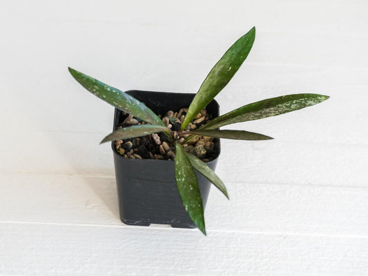 Hoya verticillata (Tanggamus Bamboo) | 2-Inch