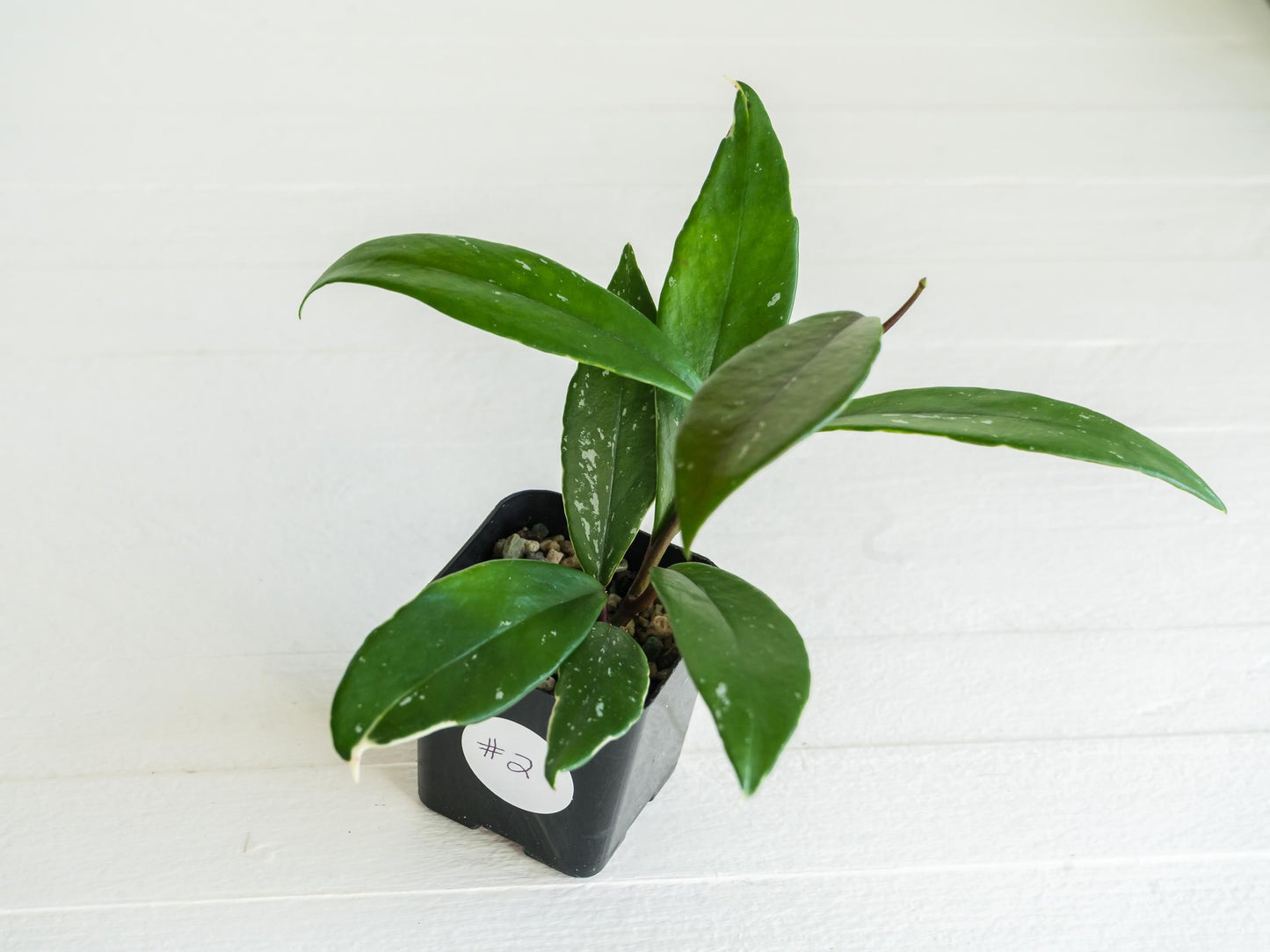 Hoya pubicalyx (Albo, Low Splash) | 2-Inch