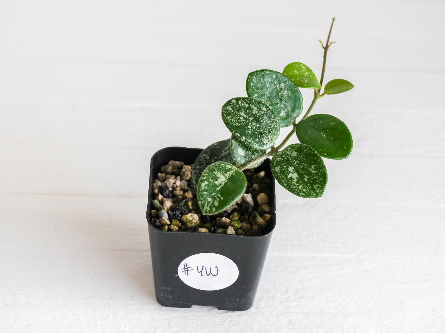 Hoya 'Mathilde' (Splash) | 2-Inch