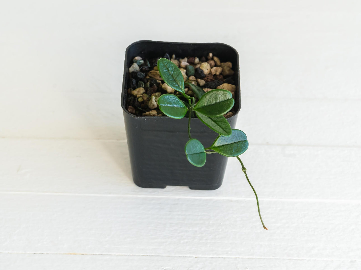 Hoya uniflora| 2-Inch