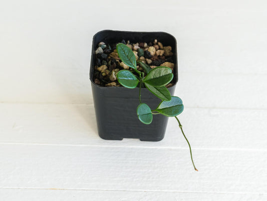 Hoya uniflora| 2-Inch