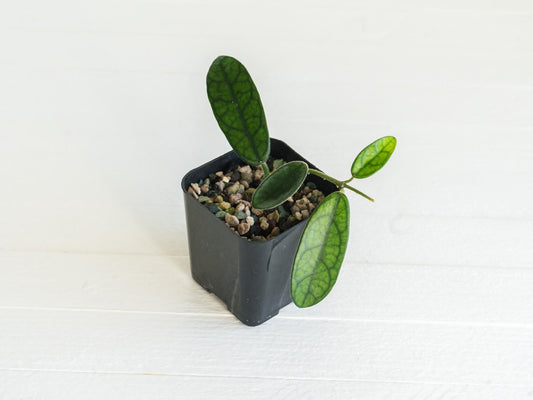 Hoya sichuanensis / lyi NOID | 2-Inch