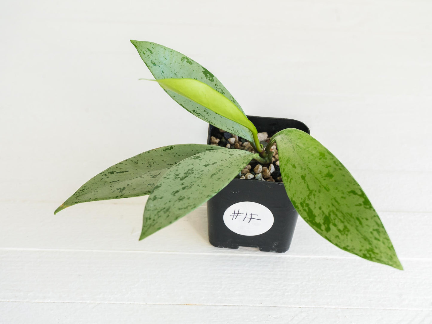 Hoya pubicalyx 'Pink Silver Ghost' | 2-Inch