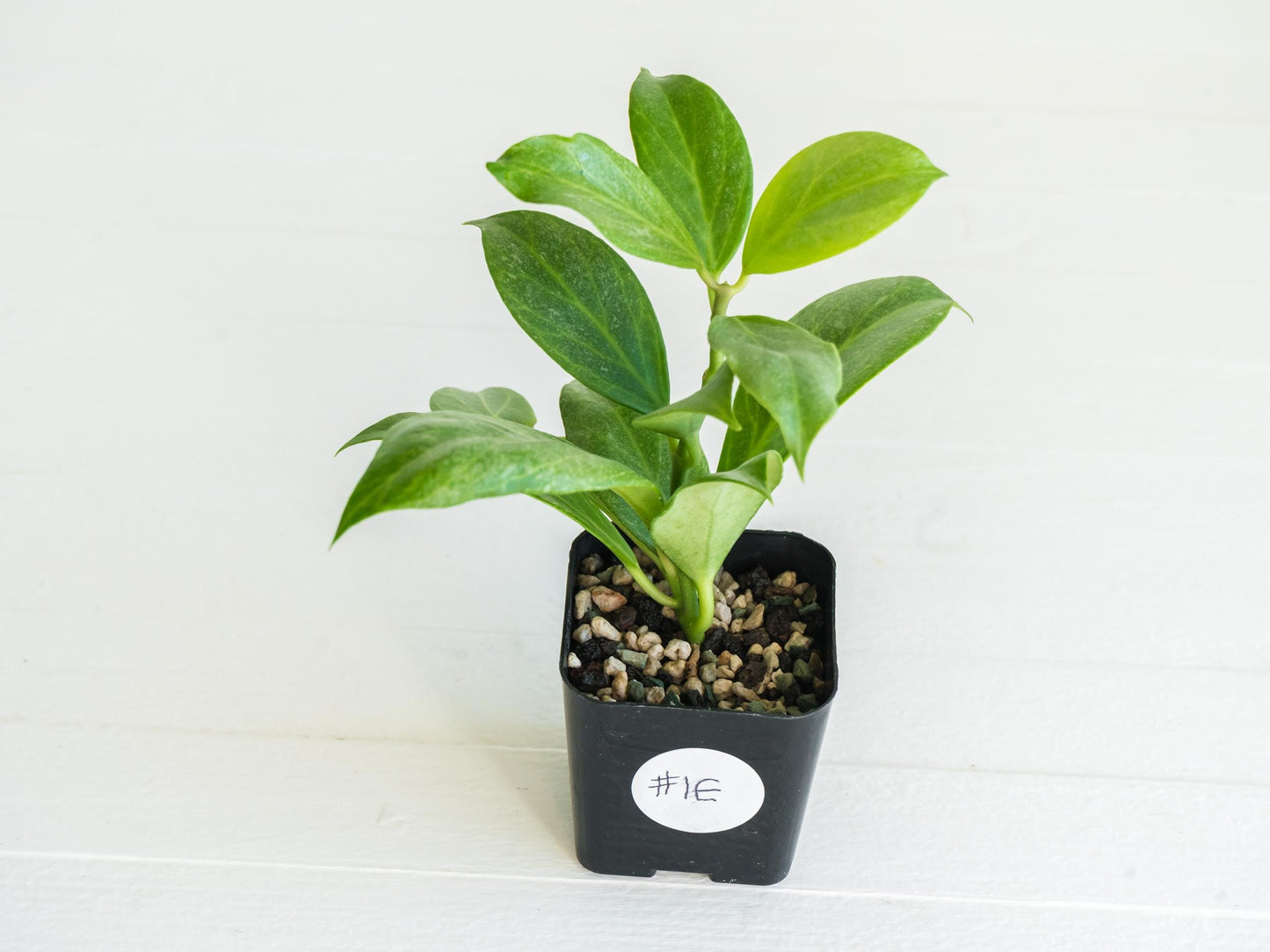 Hoya obscura (Silver) | 2-Inch