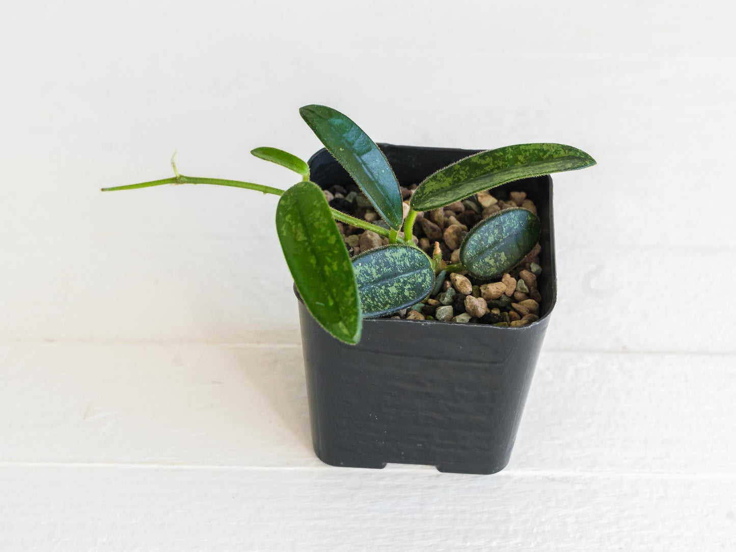 Hoya lyi (Splash) | 2-Inch
