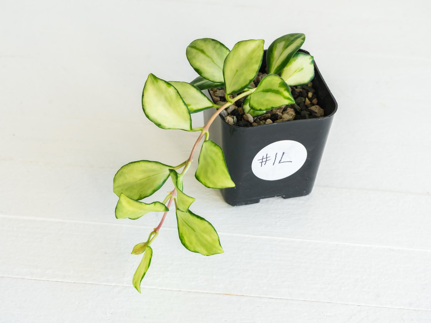 Hoya heuschkeliana (Inner Variegated)| 2-Inch