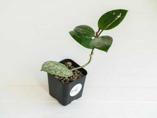 Hoya verticillata (EPC-997) | 2-Inch