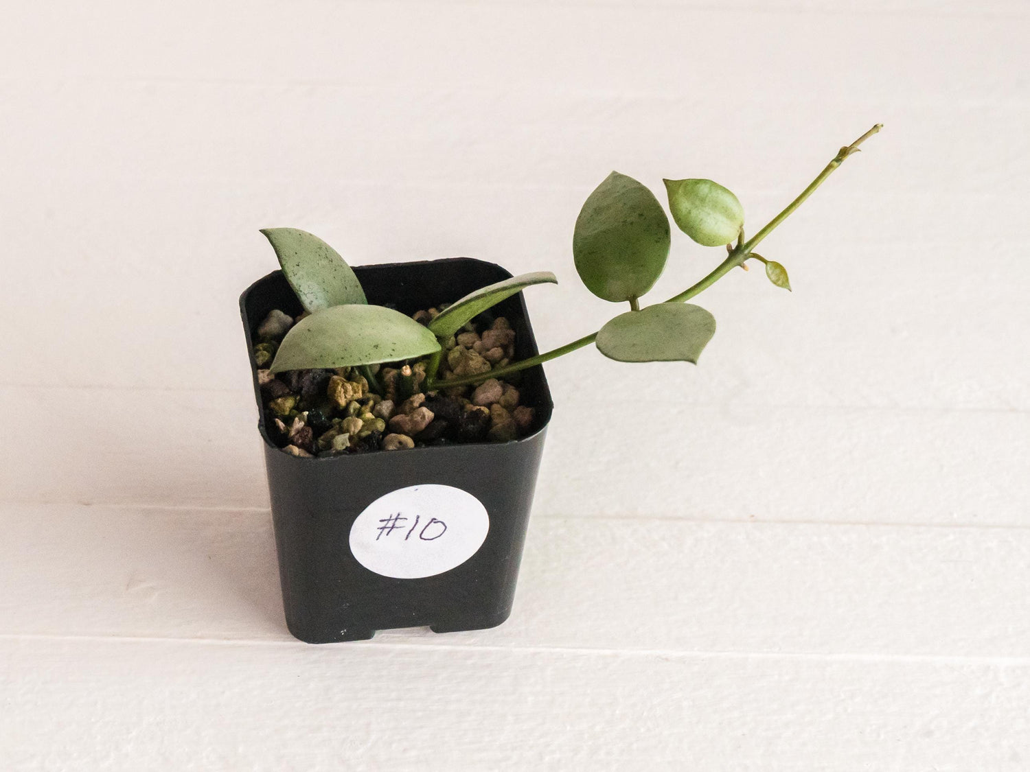 Hoya lacunosa 'Silver Mint Coin' | 2-Inch