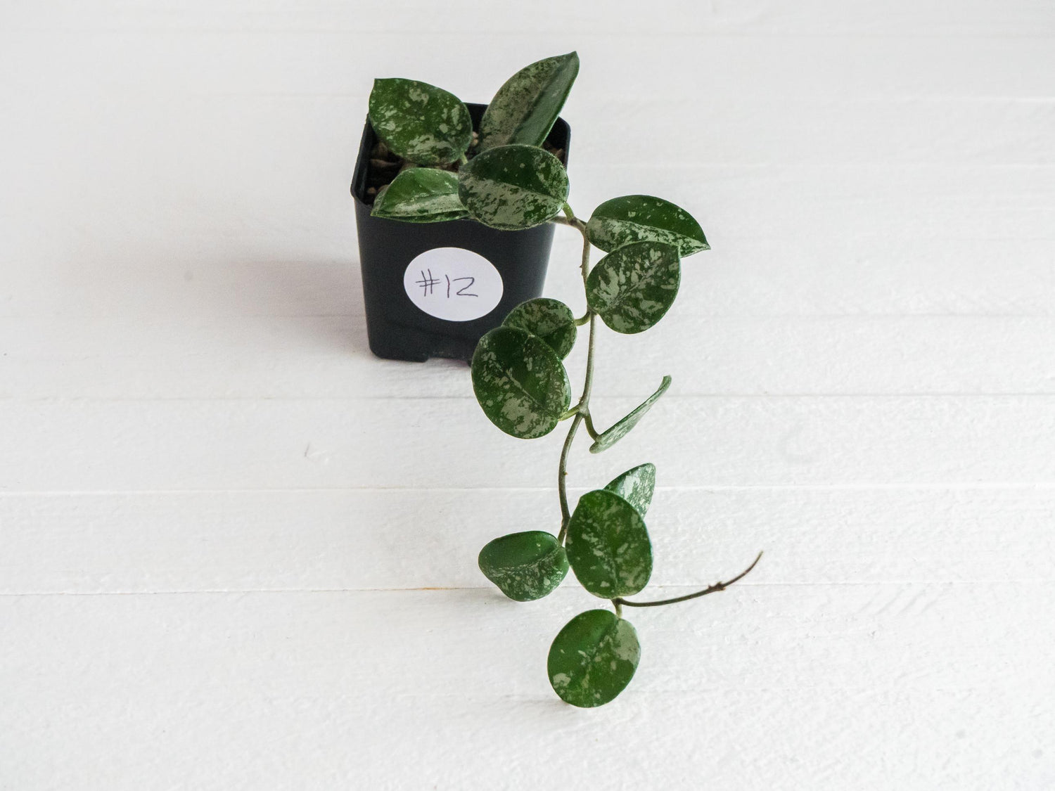 Hoya 'Mathilde' (Splash) | 2-Inch