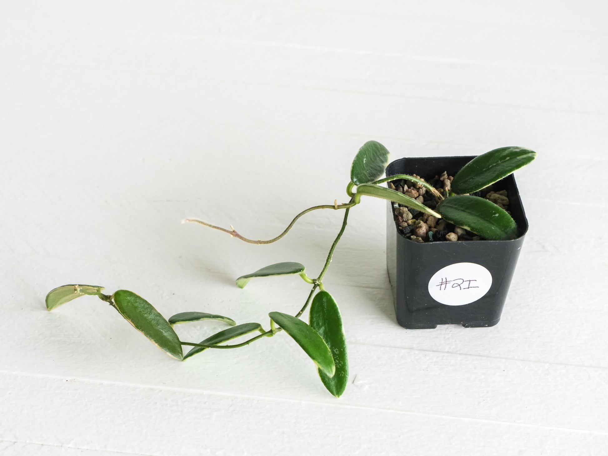 Hoya lyi 'Prism' (Pink Flower) | 2-Inch